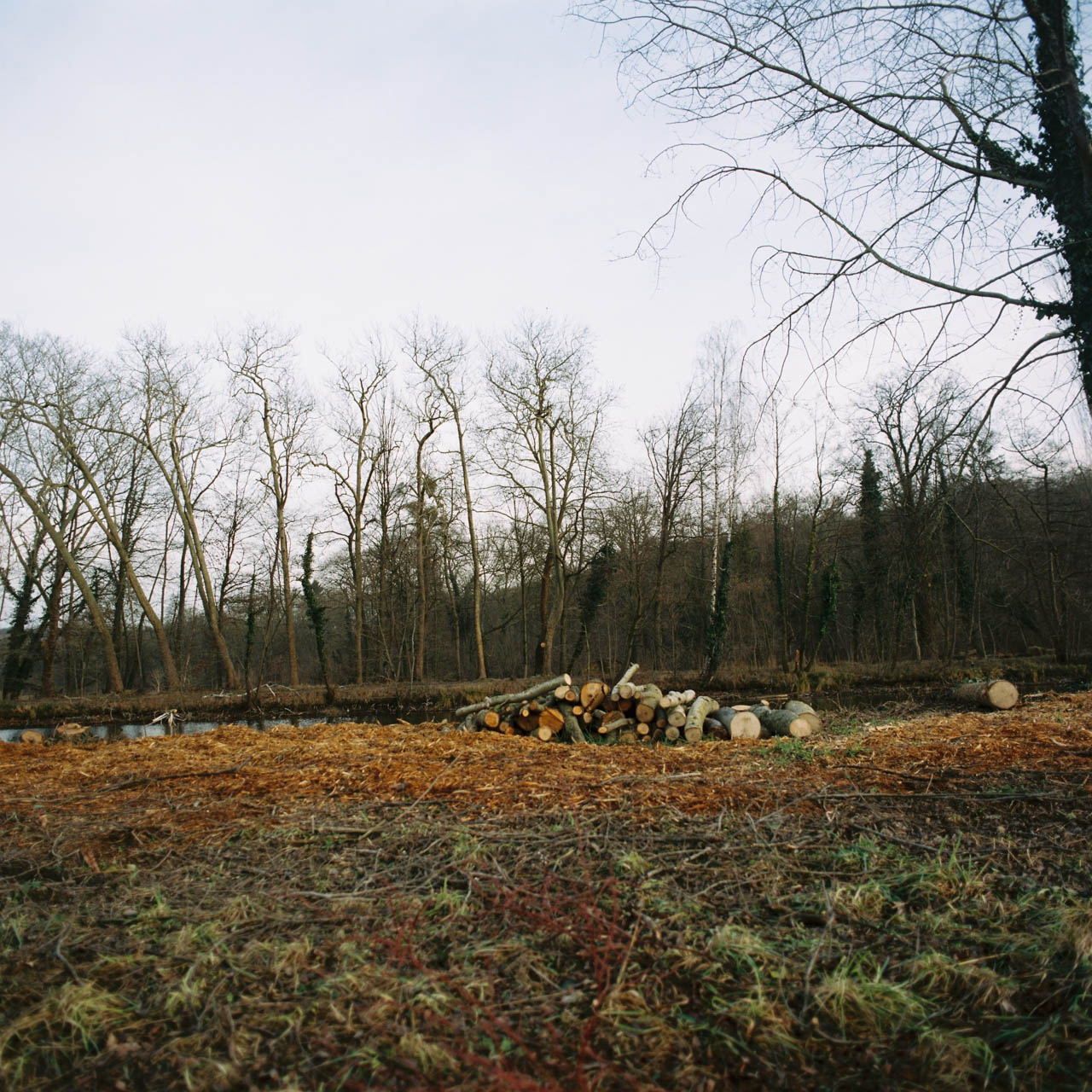 Stack of logs near where we stayed